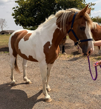 16hh Red & White Cob Mare 12 Years Old | All-Rounder | happy hacker