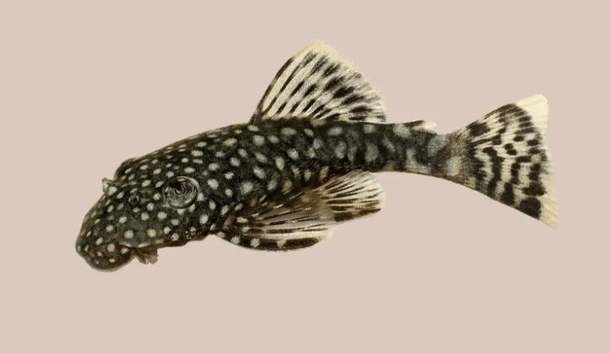 FREE Baby Bristlenose Plecos