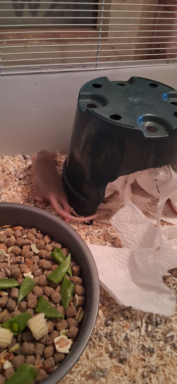 8 hand reared baby rats
