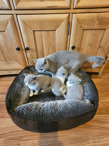 British shorthair kittens