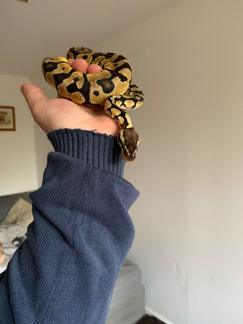 Royal python