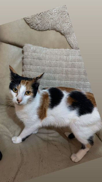 Female cat looking for loving home