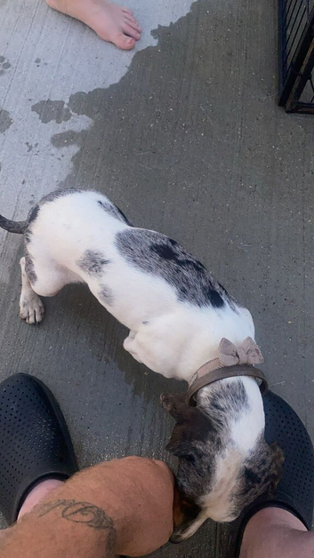 Mini Dachshund