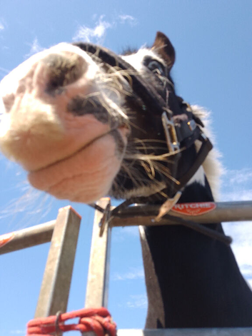 I'm looking for a cheap first horse for my daughter she is 12 yrs old don't really care what breed she dose jumping I don't have any knowledge of hors