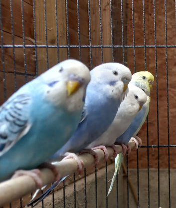 Baby budgies for sale