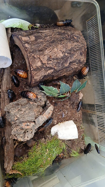 Hissing cockroaches