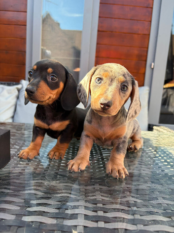 Lovely Well Bred Miniature Dachshund Pups Ready Now!