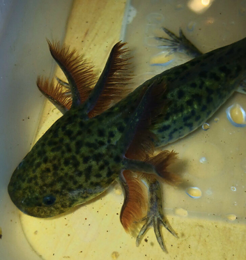 Juvenile Axolts