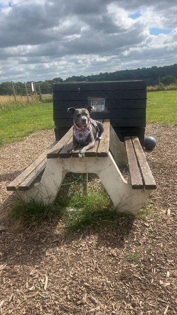 Staffy x puppies for sale