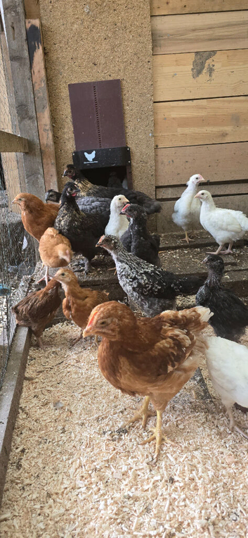 Mixed chickens