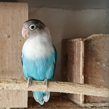 Lovebirds