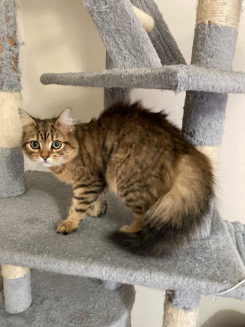 Chinchilla & BSH Cat - Female