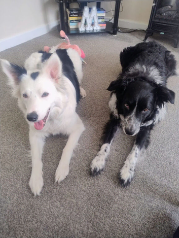 7 border collie puppies for sale