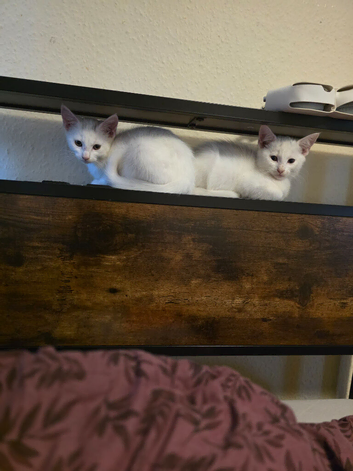 Cute kittens