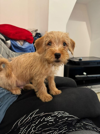 Cavapoo &times; Terrier cross
