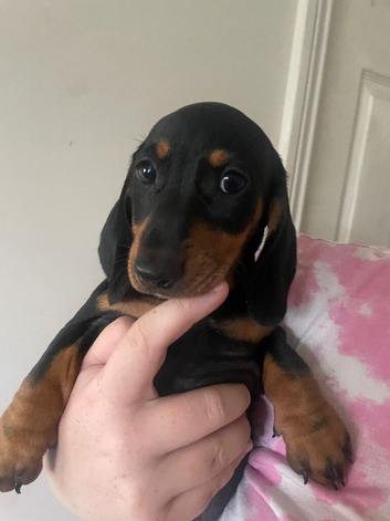 Dachshund Puppies