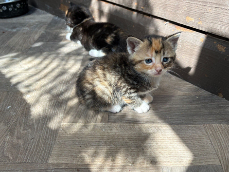 5 beautiful girls available