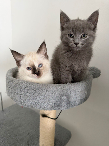 Half ragdoll half Tom cat