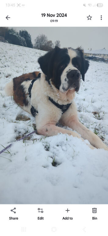 4 year old male