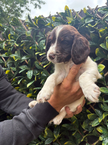 English springer spaniel pups