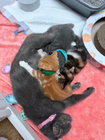 British shorthair X Mainecoon