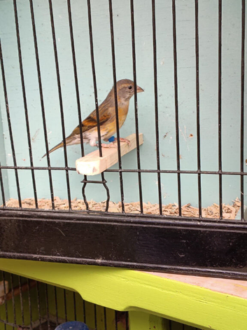 Red Siskin mule