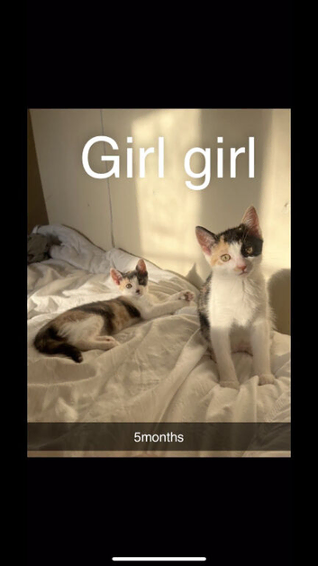 2 litters of mixed kittens and 1 other cat need rehoming