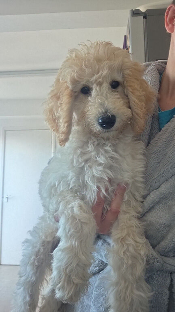 Standard Multigeneration Labradoodle back cross