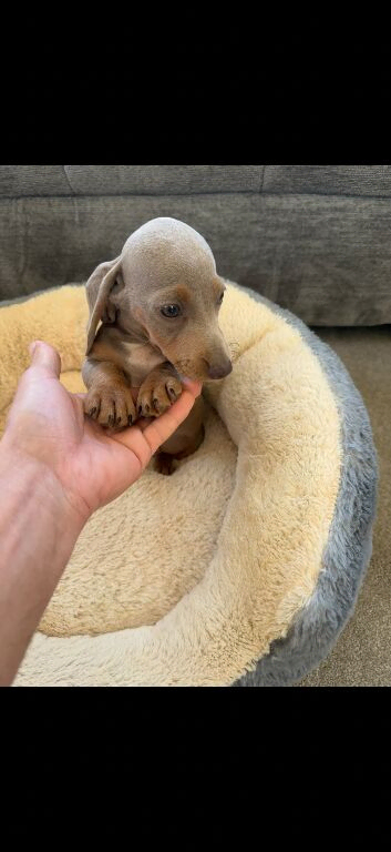 Miniature Dachshund girls