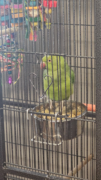 Indian ringneck parrot with new cage