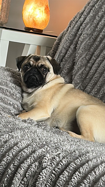 Pug for sale