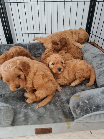 Cavapoochon puppy