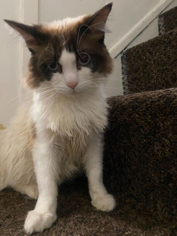 16 month old male
