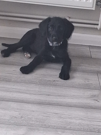 12 week cockerspaniel x lab