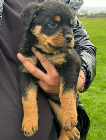 Rottweiler Pups -READY TO GO!  CHAMPION BLOODLINE & KC REGISTERED