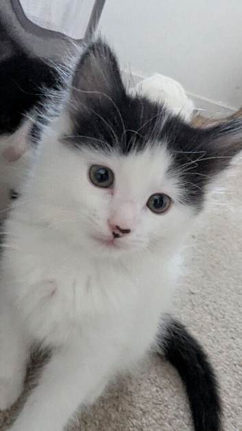 6 amazing kittens.