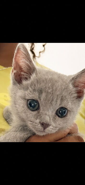 British short hair Russian blue