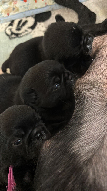 KC reg pug puppies