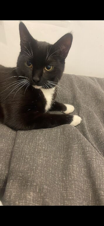 Litle cat available