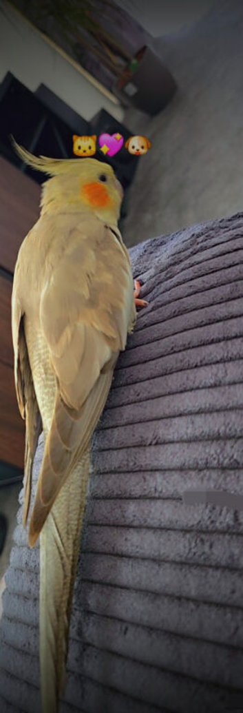 Hand tamed cockatiel with cage