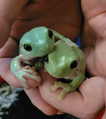 2 male tree frogs and full set up