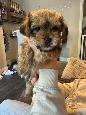 Female shorkie