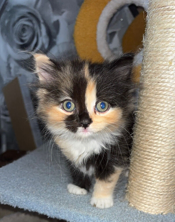 Ragdoll cross kittens