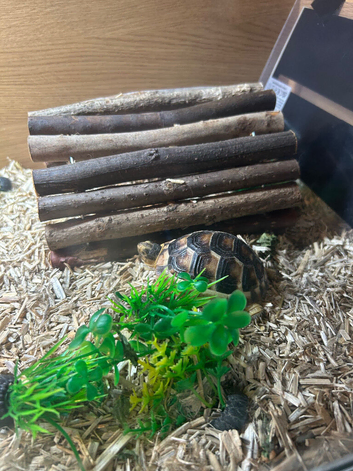Tortoise and viv