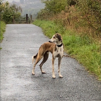 Saluki x Collie x Greyhound &ndash; 22 Months Old &ndash; &pound;500