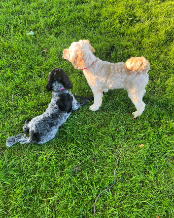 Dog walking and sitting service