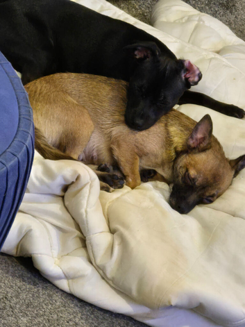 Female chihuahua