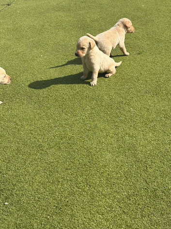 Labrador puppy&rsquo;s