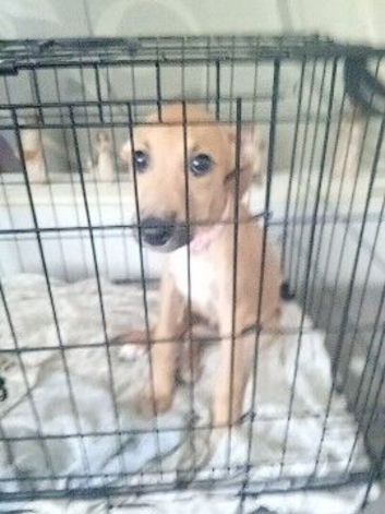 Greyhound x 3 months old puppy