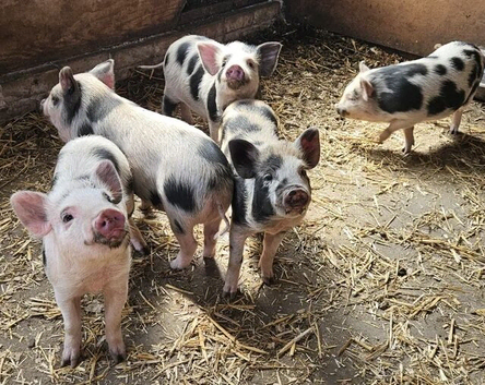 Mini Piglets (5 Ready Now)